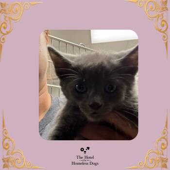 Thistle -  Domestic Medium Hair Cat for Adoption in Cumberland, Rhode Island - Thistle | PetCurious