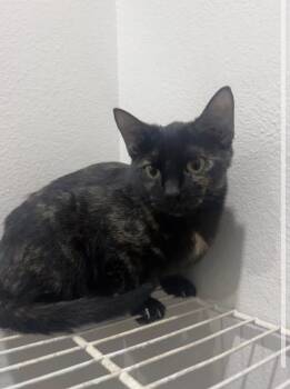 Rescue Tortoiseshell Cats for Adoption in Pearland, Texas - Dana Scully | PetCurious