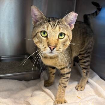 Forrest -  American Shorthair Cat for Adoption in Englewood, Florida - Forrest | PetCurious