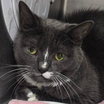 Apollo -  Domestic Short Hair Cat for Adoption in Newark, New Jersey - Apollo | PetCurious