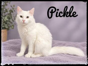 Pickle -  Domestic Medium Hair Cat for Adoption in El Cajon, California - Pickle | PetCurious