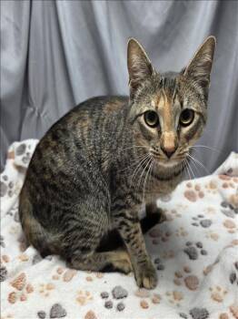 Rescue Domestic Short Hair Cats for Adoption in Grovetown, Georgia - A118821 | PetCurious