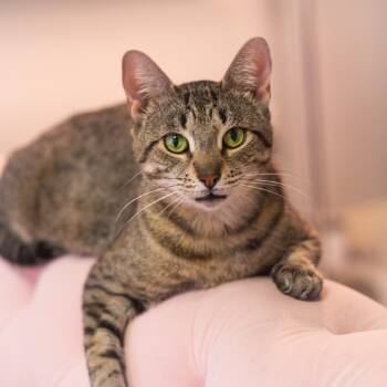 Rescue Domestic Short Hair Cats for Adoption in St. Augustine, Florida - Aster | PetCurious