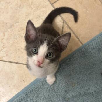 Zeus -  Domestic Short Hair Cat for Adoption in Spokane, Washington - Zeus | PetCurious