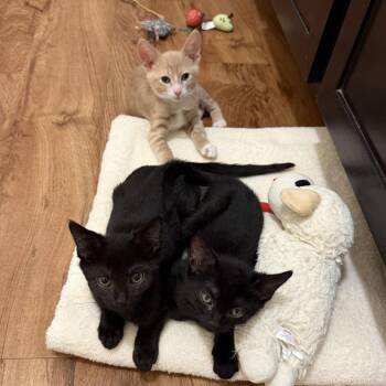 Martin -  Domestic Short Hair Cat for Adoption in Tallahassee, Florida - Martin | PetCurious
