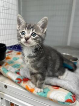 Domestic Short Hair Cats Available for Adoption in Brookings, Oregon - Marcello | PetCurious