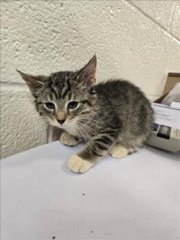 Rescue Domestic Short Hair Cats for Adoption in Hagerstown, Maryland - AZUL | PetCurious