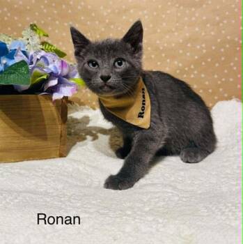 Domestic Short Hair Cats Available for Adoption in Groveland, Massachusetts - Ronan | PetCurious