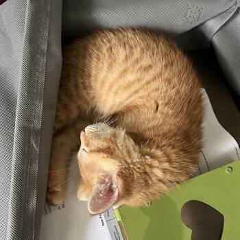 Iris -  Domestic Short Hair Cat for Adoption in Greensboro, North Carolina - Iris | PetCurious