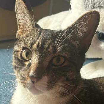 Solo -  Domestic Short Hair Cat for Adoption in New York, New York - Solo | PetCurious
