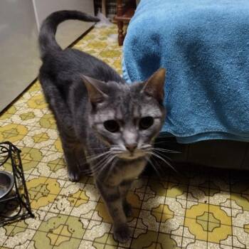 Grover -  Domestic Short Hair Cat Available for Adoption - Grover | PetCurious