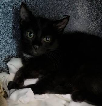 RAE -  Domestic Short Hair Cat for Adoption in Fort Lauderdale, Florida - RAE | PetCurious