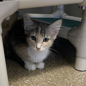 Marilyn -  Domestic Long Hair Cat for Adoption in Sonoma, California - Marilyn | PetCurious