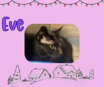 Rescue Domestic Short Hair Cats for Adoption in Hopkinsville, Kentucky - Eve | PetCurious