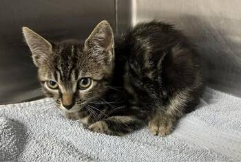 MINNIE -  Domestic Short Hair Cat for Adoption in Norco, California - MINNIE | PetCurious
