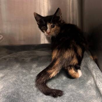 Lovebug -  Domestic Short Hair Cat for Adoption in Lake Jackson, Texas - Lovebug | PetCurious