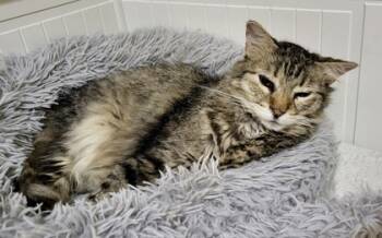 Rescue Domestic Long Hair and Domestic Short Hair Cats for Adoption in Fort Worth, Texas - Fiona | PetCurious