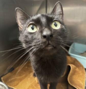 Garnet -  Domestic Short Hair Cat for Adoption in Fishers, Indiana - Garnet | PetCurious