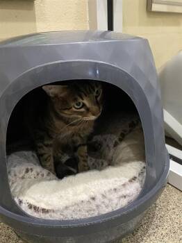 OLIVER -  Domestic Short Hair Cat for Adoption in Fort Myers, Florida - OLIVER | PetCurious