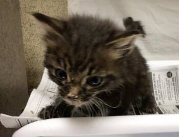 A1834548 -  Domestic Medium Hair Cat for Adoption in Riverside, California - A1834548 | PetCurious