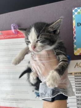 Katniss -  Domestic Short Hair Cat for Adoption in Salt Lake City, Utah - Katniss | PetCurious
