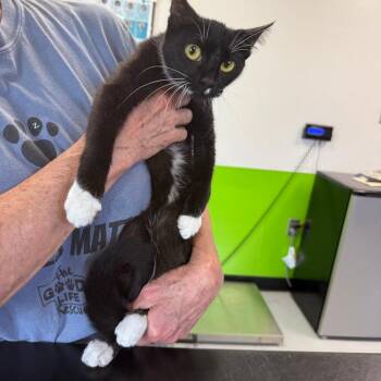 Frances -  Domestic Short Hair Cat for Adoption in Ponca City, Oklahoma - Frances | PetCurious