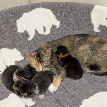 Rescue Domestic Short Hair Cats for Adoption in Milford, Iowa - Orchid | PetCurious