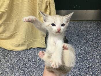 A1919387 -  Domestic Short Hair Cat for Adoption in Thousand Palms, California - A1919387 | PetCurious
