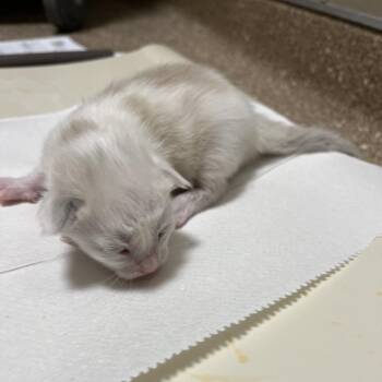Gunkle -  Domestic Short Hair Cat for Adoption in Sonoma, California - Gunkle | PetCurious