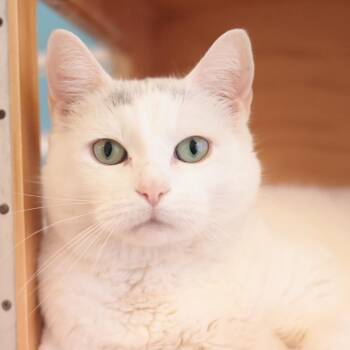 Snowflake -  Domestic Short Hair and Mixed Breed Cat for Adoption in Philadelphia, Pennsylvania - Snowflake | PetCurious
