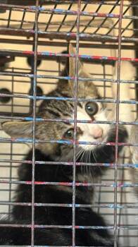 A924996 -  Domestic Short Hair Cat for Adoption in Sacramento, California - A924996 | PetCurious