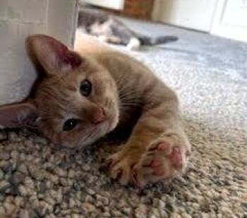 Theodore (FCID# 07/28/2026 - 12) KDC -  Tabby Cat for Adoption in Greenville, Delaware - Theodore (FCID# 07/28/2026 - 12) KDC | PetCurious