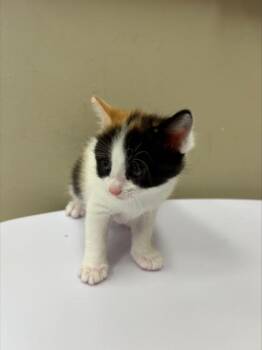 Sun Bear -  Domestic Short Hair Cat for Adoption in Fishers, Indiana - Sun Bear | PetCurious