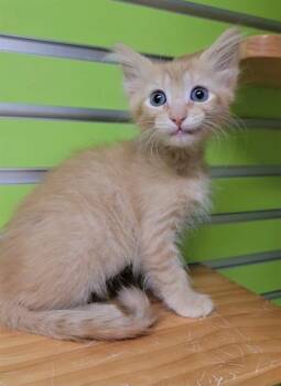 REMY -  Domestic Short Hair Cat Available for Adoption in St. Peters, Missouri - REMY | PetCurious