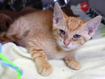 PURRITO -  Domestic Short Hair Cat for Adoption in Tallahassee, Florida - PURRITO | PetCurious