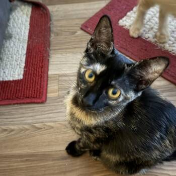 Jazzy M. -  Tortoiseshell Cat for Adoption in Sacramento, California - Jazzy M. | PetCurious