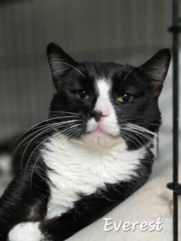 Domestic Short Hair Cats Available for Adoption in Chilliwack, British Columbia - Everest  | PetCurious