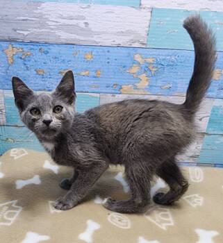 Rescue Domestic Short Hair Cats for Adoption in Washington Court House, Ohio - Buzz | PetCurious