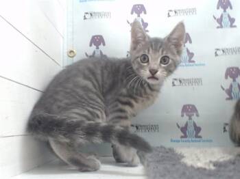 Domestic Short Hair Cats Available for Adoption - HARUKI | PetCurious
