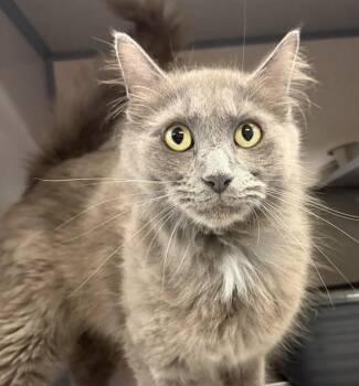 HARPY -  Domestic Medium Hair Cat for Adoption in Aliquippa, Pennsylvania - HARPY | PetCurious