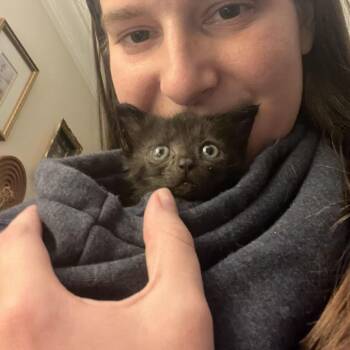 Polly Pocket -  Domestic Short Hair Cat for Adoption in Charlotte, North Carolina - Polly Pocket | PetCurious