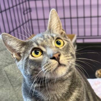 Rescue Domestic Short Hair Cats for Adoption in Redwood Valley, California - Phoenix | PetCurious