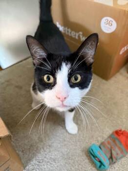 Domestic Short Hair Cats Available for Adoption - Maveryck | PetCurious