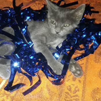 Russian Blue and Domestic Short Hair Cats Available for Adoption - Nikel M Russian Blu MIX 2.5 Lbs All Ages/lover Boy | PetCurious