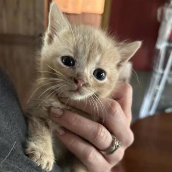 Apollo C11060 -  Domestic Short Hair Cat Available for Adoption - Apollo C11060 | PetCurious