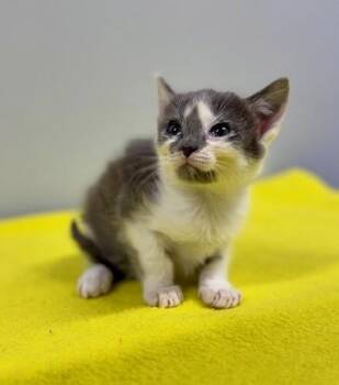 Opal at PetSmart in Athens, GA -  Domestic Short Hair Cat for Adoption in Watkinsville, Georgia - Opal At PetSmart In Athens, GA | PetCurious