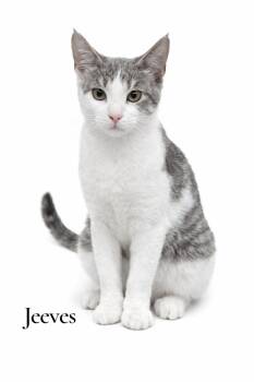 Domestic Short Hair Cats Available for Adoption - Jeeves | PetCurious