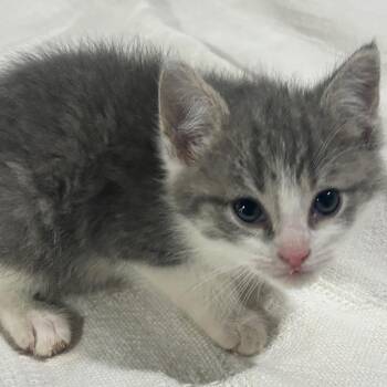 Domestic Short Hair Cats Available for Adoption in Union City, Pennsylvania - Rascal | PetCurious