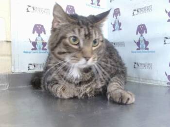 TOBY -  Domestic Short Hair Cat for Adoption in Orlando, Florida - TOBY | PetCurious