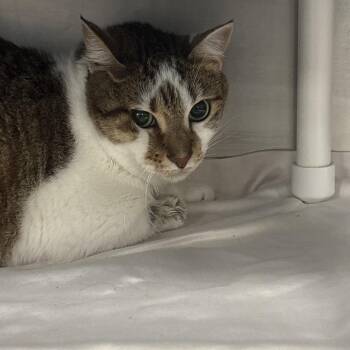 Asha -  Domestic Short Hair Cat for Adoption in West Palm Beach, Florida - Asha | PetCurious